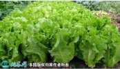 2021年7月7日意大利生菜价格行情...