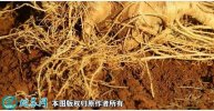 2021年7月7日三七根价格行情、今...