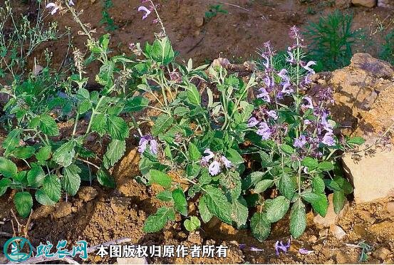2021年7月8日紫花丹参价格行情、今日紫花丹参多少钱一斤？