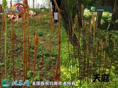 2021年7月8日仿野生天麻价格行情、今日仿野生天麻多少钱一斤?