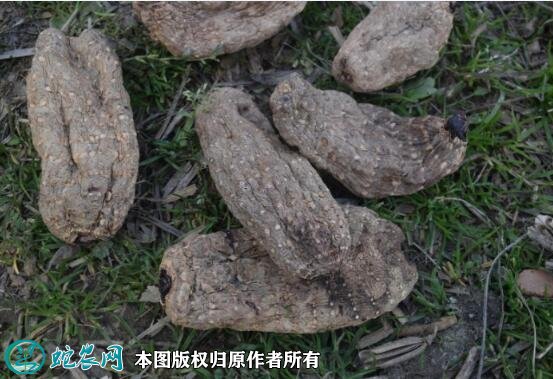 2021年7月8日乌天麻价格行情、今日乌天麻多少钱一斤?