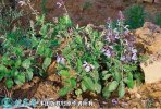 2021年7月8日紫花丹参价格行情、...
