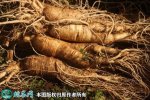 2021年7月8日鲜人参价格行情、今...