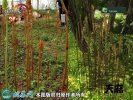 2021年7月8日仿野生天麻价格行情...
