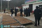 2021年7月8日宁陕天麻价格行情、...