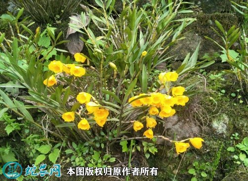 2021年7月9日黄草石斛价格行情、今日黄草石斛多少钱一斤?