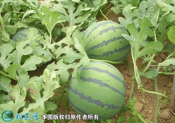 2021年7月9日京欣西瓜价格行情、今日京欣西瓜多少钱一斤?