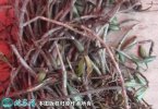 2021年7月9日紫皮石斛价格行情、...