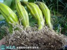 2021年7月9日鼓槌石斛价格行情、...
