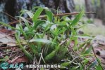 2021年7月9日霍山石斛价格行情、...