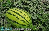 2021年7月9日金城5号西瓜价格行...