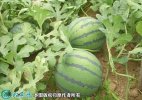2021年7月9日京欣西瓜价格行情、...