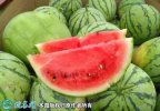 2021年7月9日麒麟西瓜价格行情、...