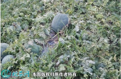 2021年7月10日龙卷风西瓜价格行情、今日龙卷风西瓜多少钱一斤?