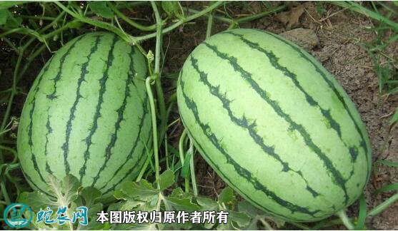 2021年7月10日早春红玉西瓜价格行情、今日早春红玉西瓜多少钱一斤?