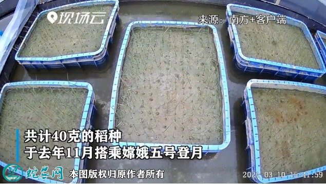 嫦娥五号“太空稻”迎来收割!