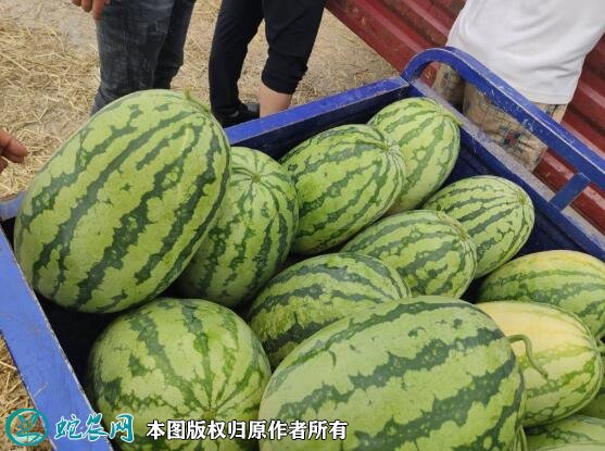 2021年7月10日西农西瓜价格行情、今日西农西瓜多少钱一斤?