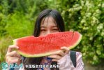 2021年7月10日硒砂瓜价格行情、...