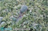 2021年7月10日龙卷风西瓜价格行...