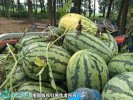 2021年7月10日冠龙西瓜价格行情...