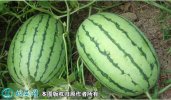 2021年7月10日早春红玉西瓜价格...