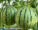 2021年7月10日全美2k西瓜价格...