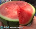2021年7月10日L600西瓜价格...