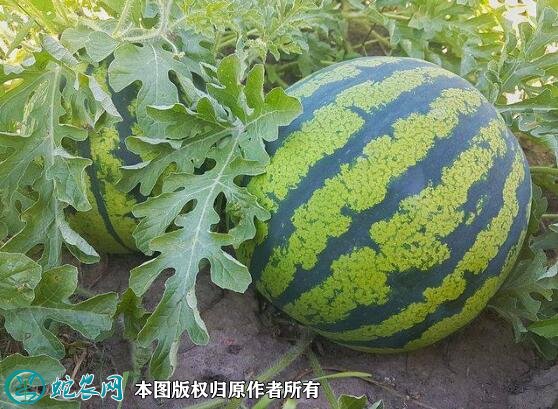2021年7月11日地雷西瓜价格行情、今日地雷西瓜多少钱一斤?