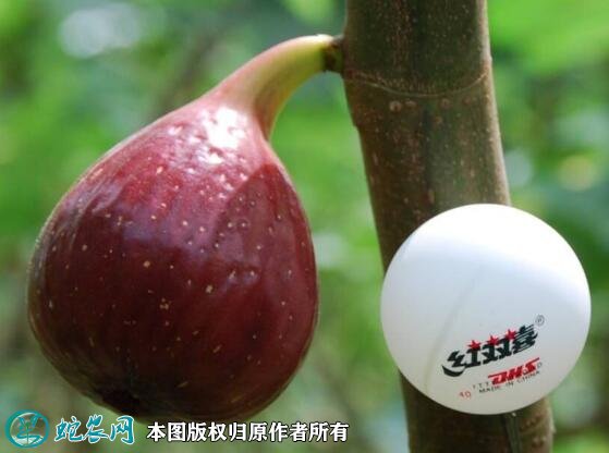 2021年7月11日波姬红无花果价格行情、今日波姬红无花果多少钱一斤？