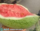 2021年7月11日新红宝西瓜价格行...
