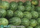 2021年7月11日绿裳西瓜价格行情...