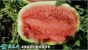 2021年7月11日安农二号西瓜价格...