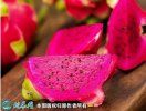 2021年7月11日金都一号火龙果价...