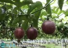 2021年7月11日台农一号百香果价...
