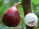 2021年7月11日波姬红无花果价格...