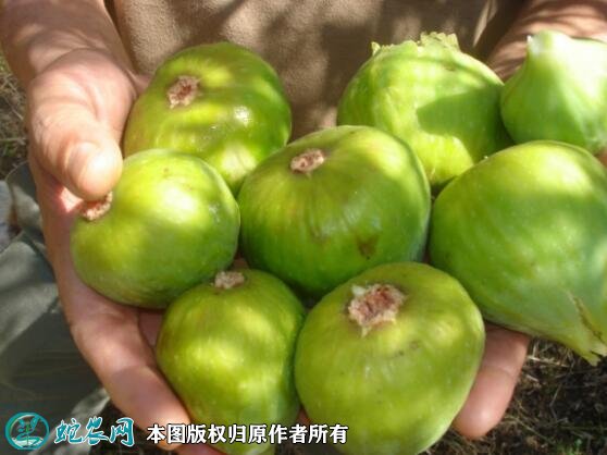 2021年7月12日威海青皮无花果价格行情、今日威海青皮无花果多少钱一斤?