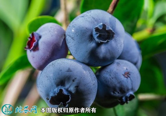 2021年7月12日蓝莓价格行情、今日各种蓝莓多少钱一斤？