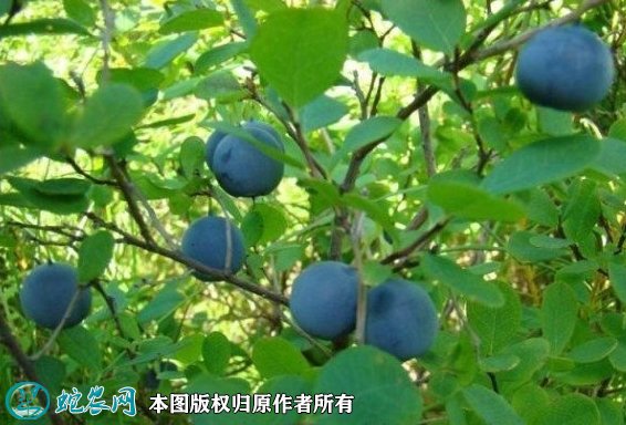 2021年7月12日野生蓝莓价格行情、今日野生蓝莓多少钱一斤?