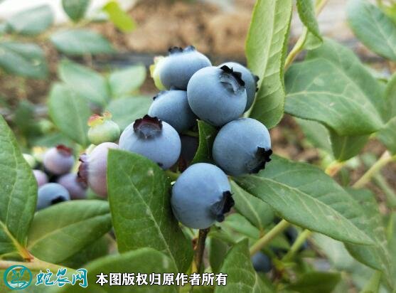 2021年7月12日北陆蓝莓价格行情、今日北陆蓝莓多少钱一斤?
