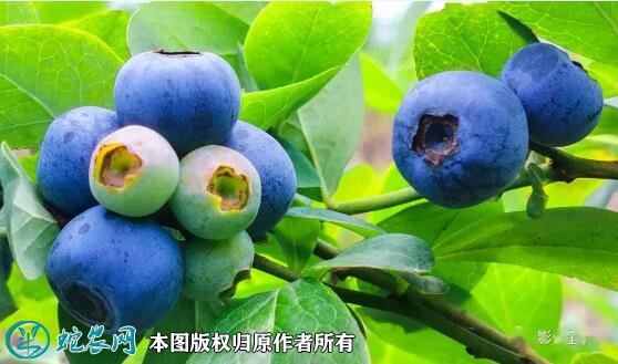 2021年7月12日绿宝石蓝莓价格行情、今日绿宝石蓝莓多少钱一斤?