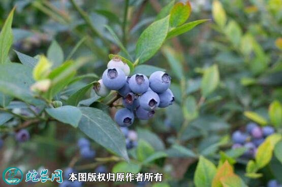 2021年7月12日薄雾蓝莓价格行情、今日密斯提多少钱一斤?