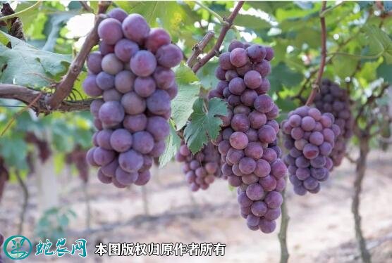 2021年7月12日葡萄价格行情、今日各种葡萄多少钱一斤?