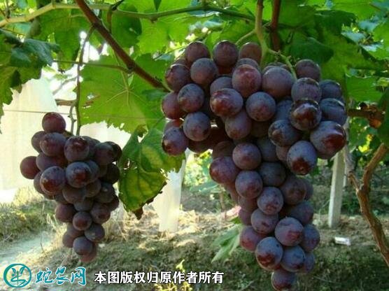 2021年7月12日巨峰葡萄价格行情、今日巨峰葡萄多少钱一斤?