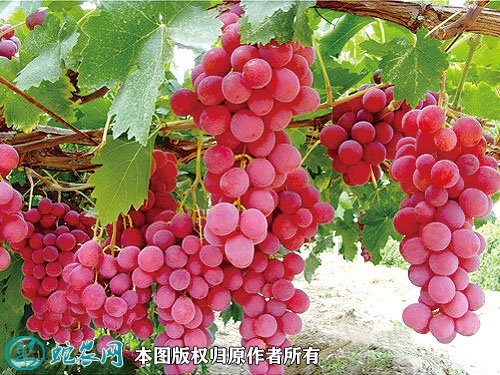2021年7月12日红提价格行情、今日红提/红地球葡萄多少钱一斤?