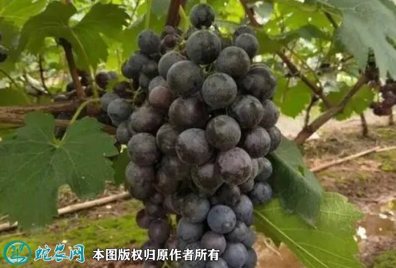 2021年7月12日夏黑葡萄价格行情、今日夏黑葡萄多少钱一斤?