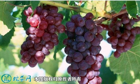 2021年7月12日玫瑰香葡萄价格行情、今日玫瑰香葡萄多少钱一斤?