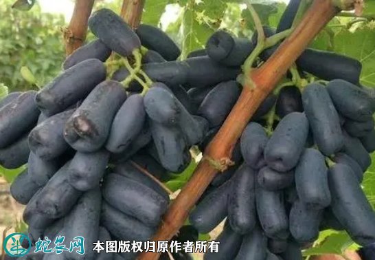 2021年7月12日蓝宝石葡萄价格行情、今日蓝宝石葡萄多少钱一斤?
