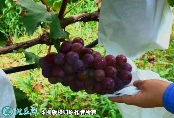 2021年7月12日户太八号葡萄价格行情、今日户太八号葡萄多少钱一斤?