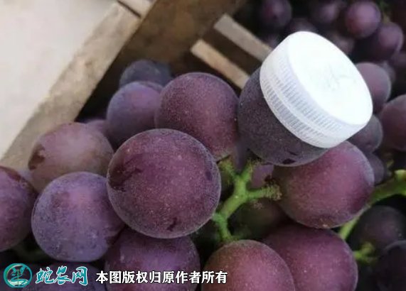 2021年7月12日乒乓球葡萄价格行情、今日金藤葡萄多少钱一斤?
