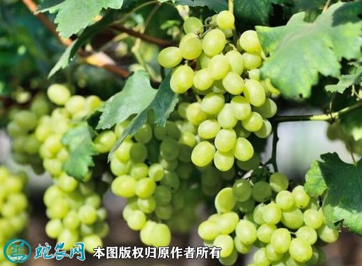 2021年7月12日无籽露葡萄价格行情、今日无核白葡萄多少钱一斤?